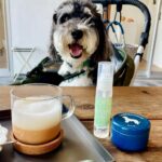 カフェに飼い主とお出かけしている犬