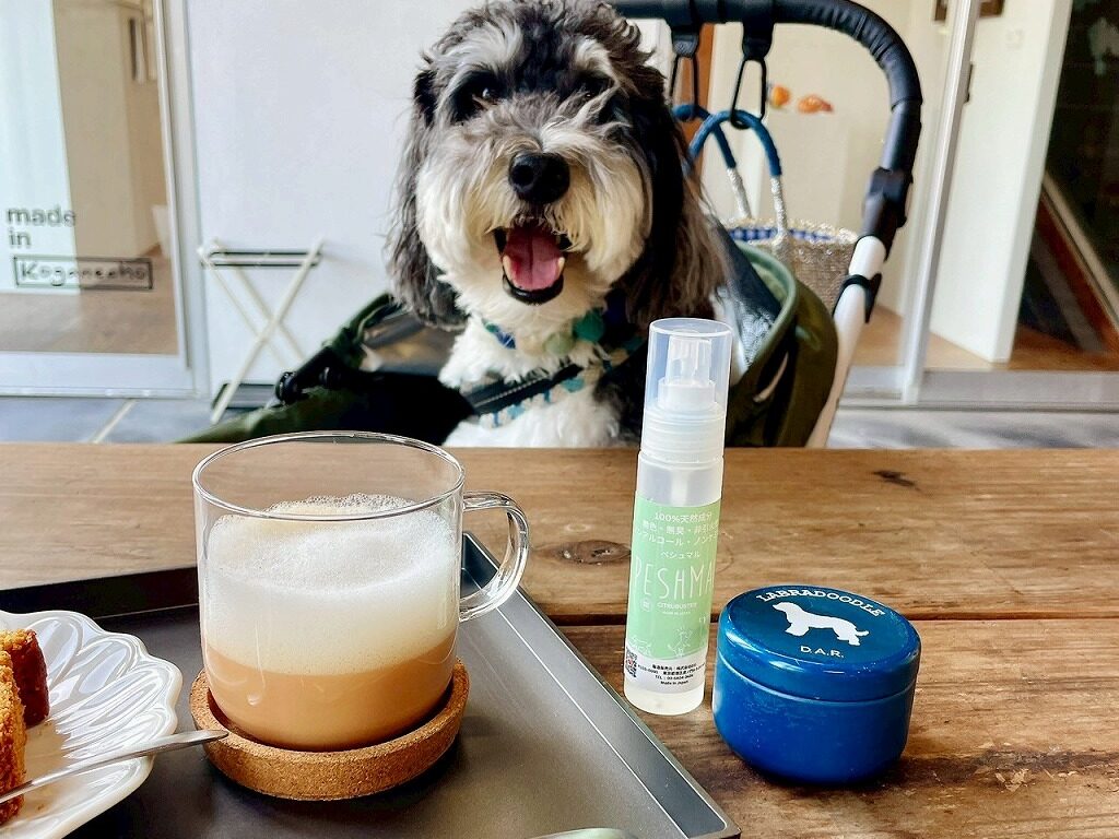 カフェに飼い主とお出かけしている犬