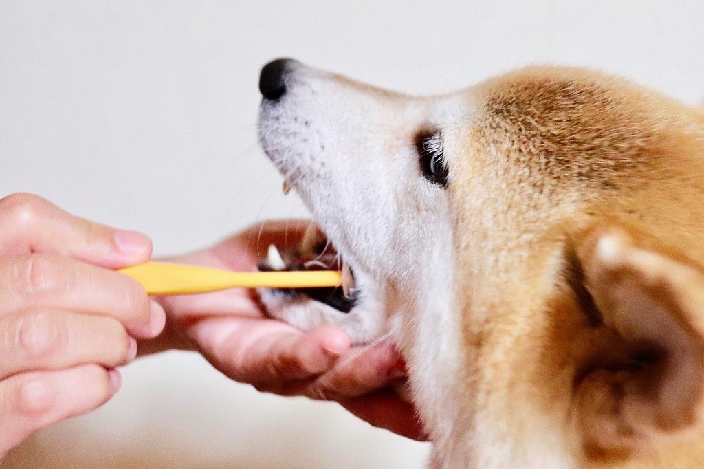 歯のケアをされている犬
