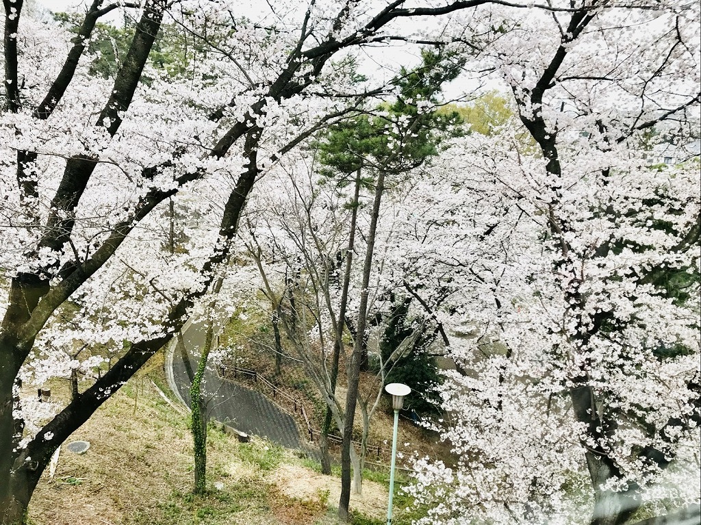 サロンの窓からの景色