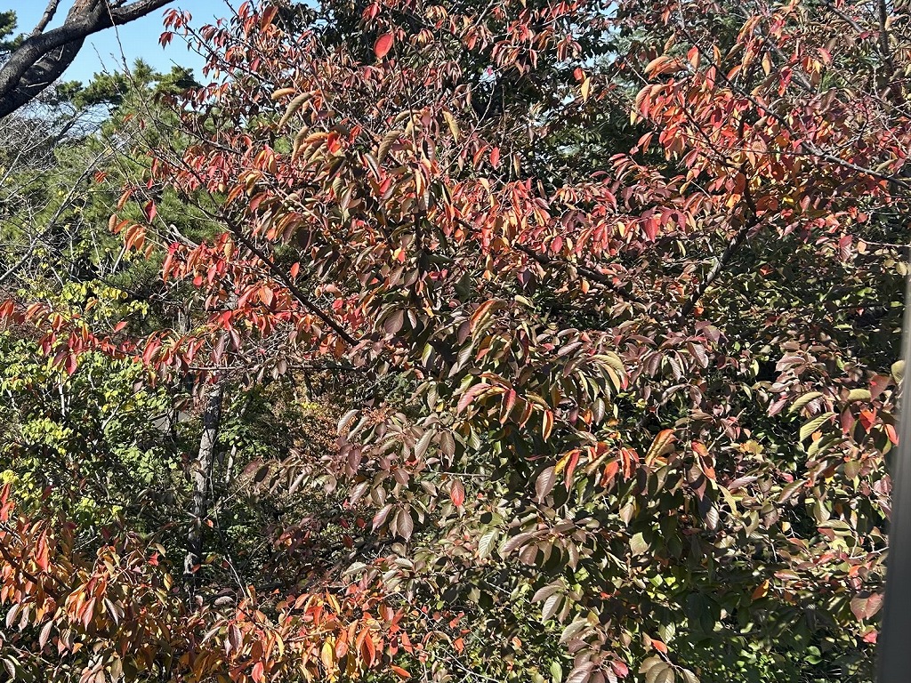 サロンの窓からの景色