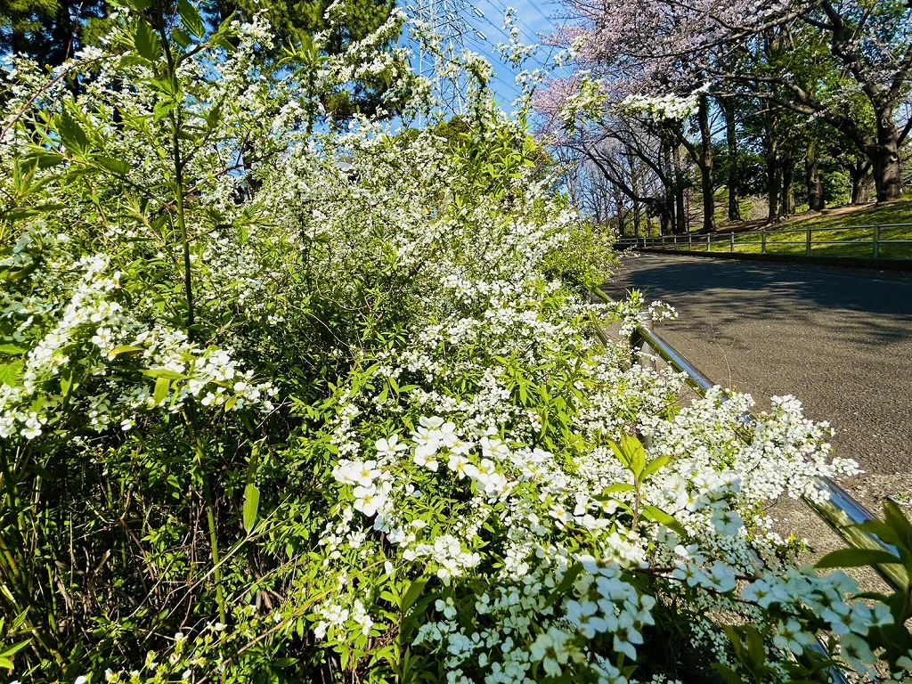岸根公園の桜と雪やなぎ