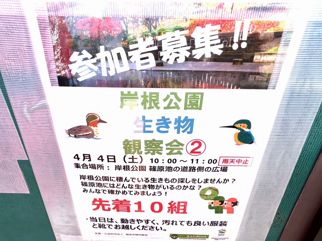 岸根公園の生き物観察会チラシ