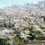 岸根公園の桜