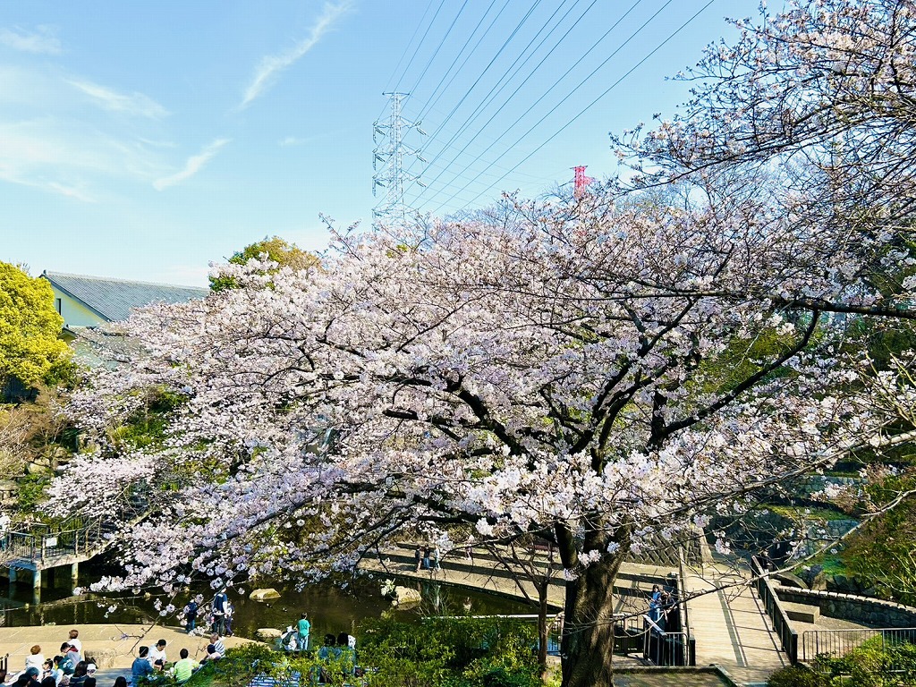 岸根公園の桜