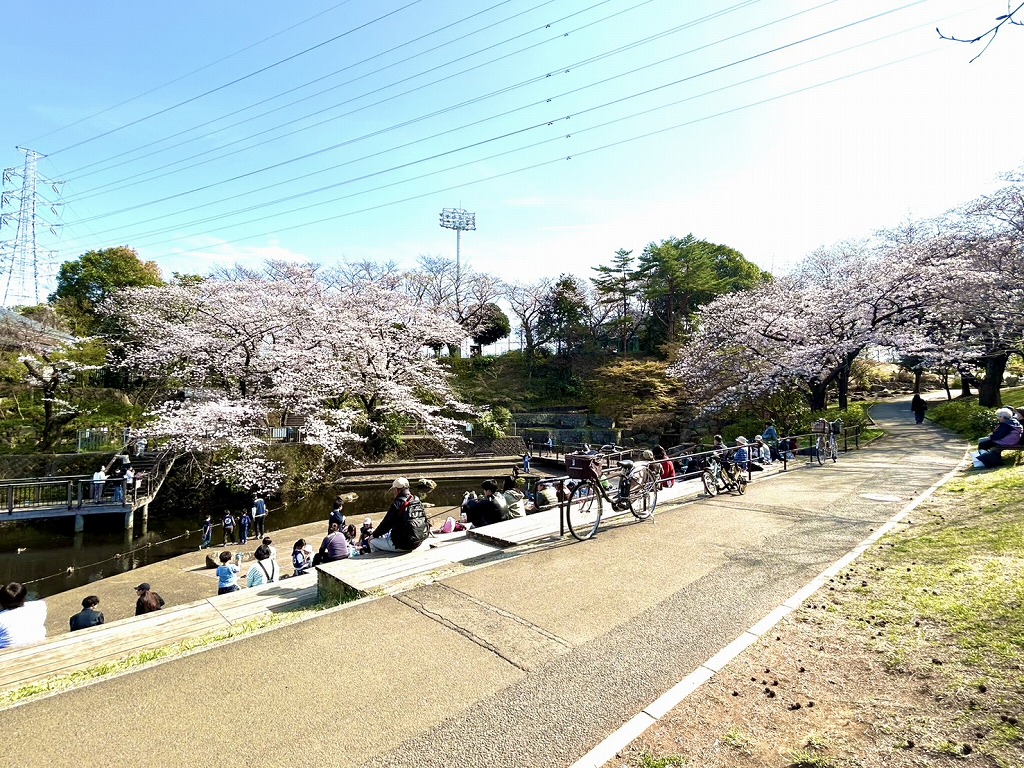 岸根公園の桜