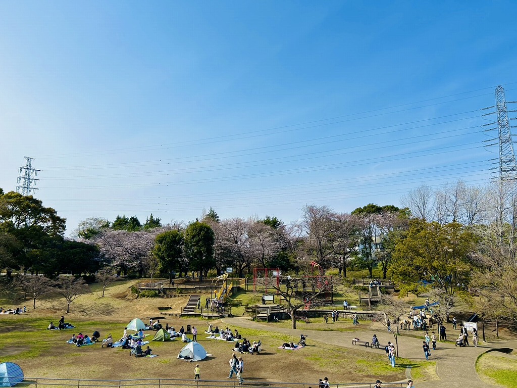 岸根公園の桜とリニューアルした遊具・忍者砦