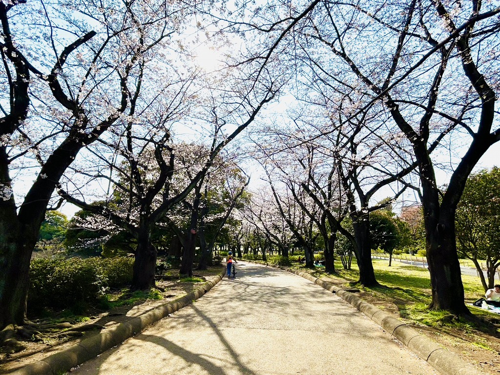 岸根公園の桜