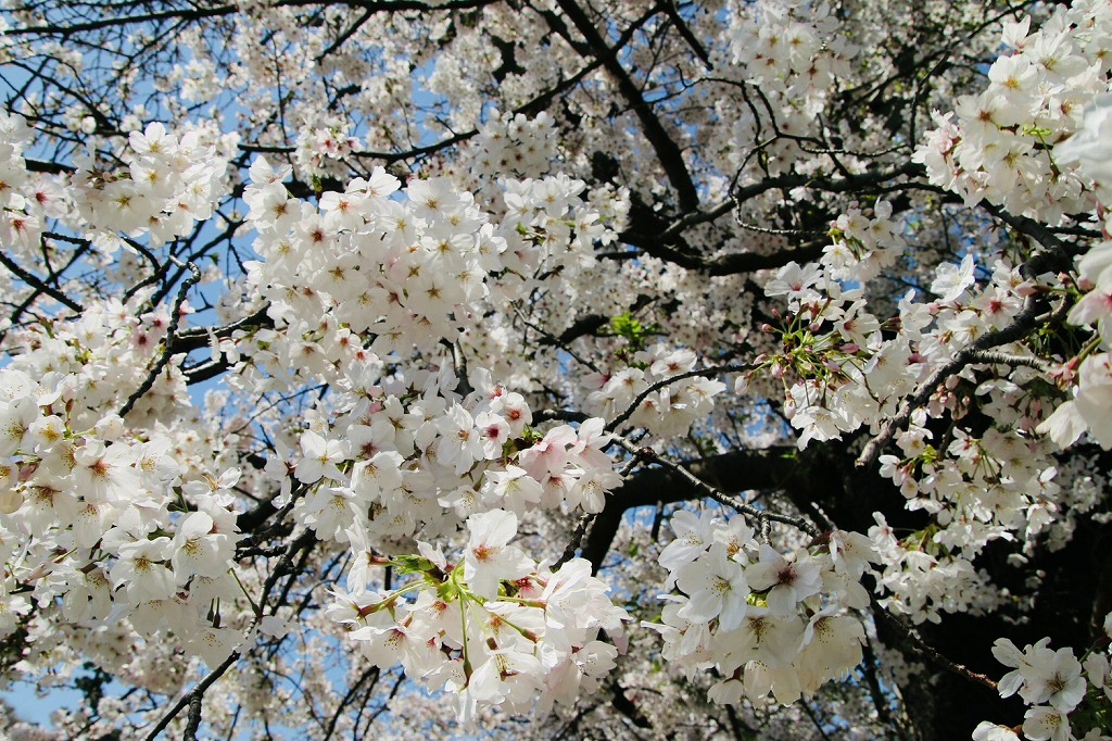 白幡池公園の桜