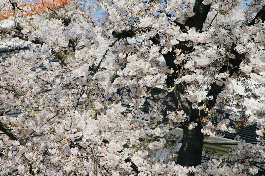 白幡池公園の桜