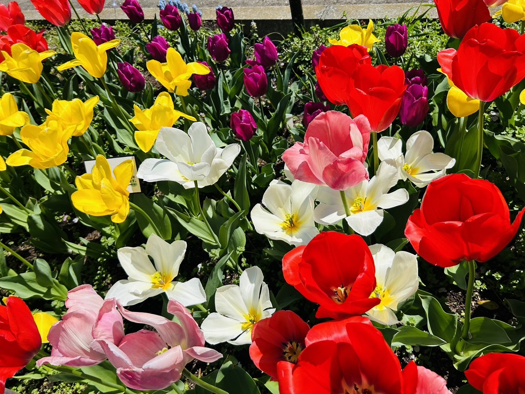 白幡池公園のチューリップ