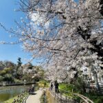 白幡池公園の桜