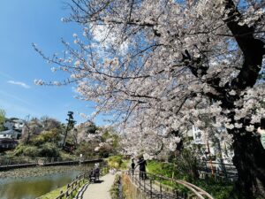白幡池公園の桜