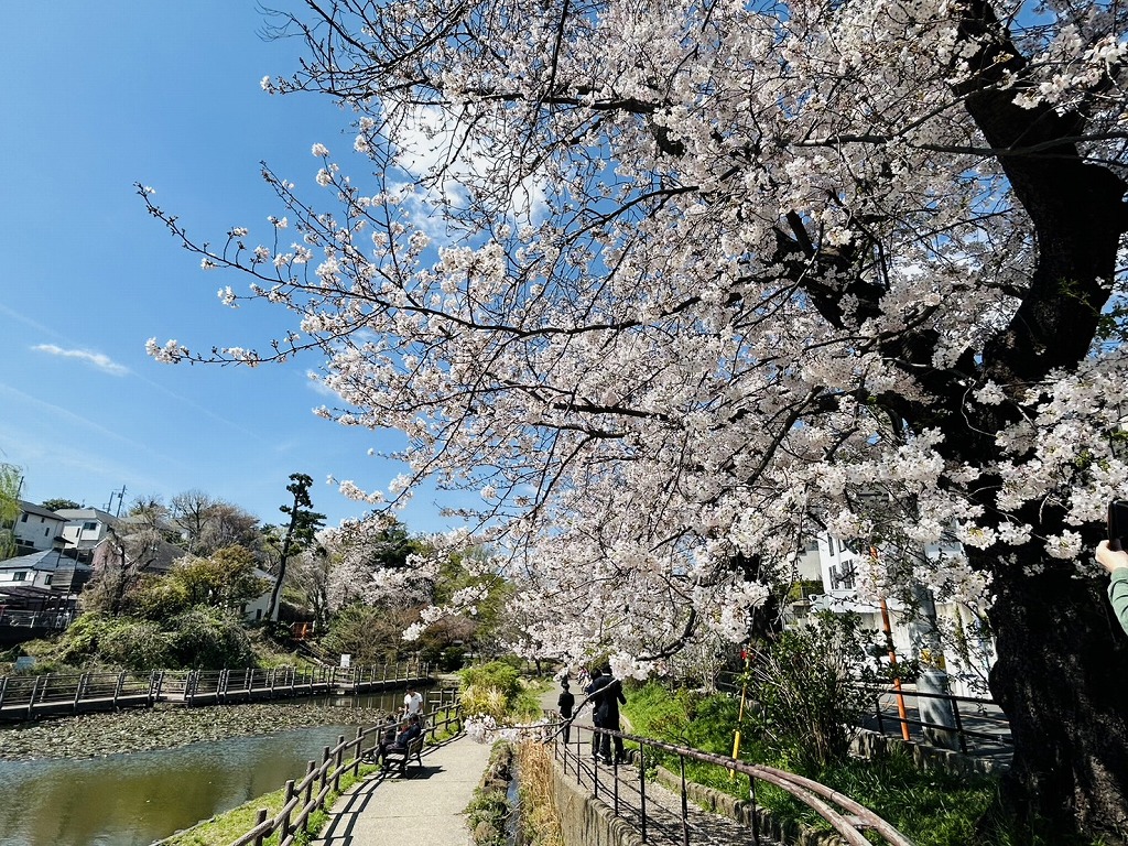 白幡池公園の桜