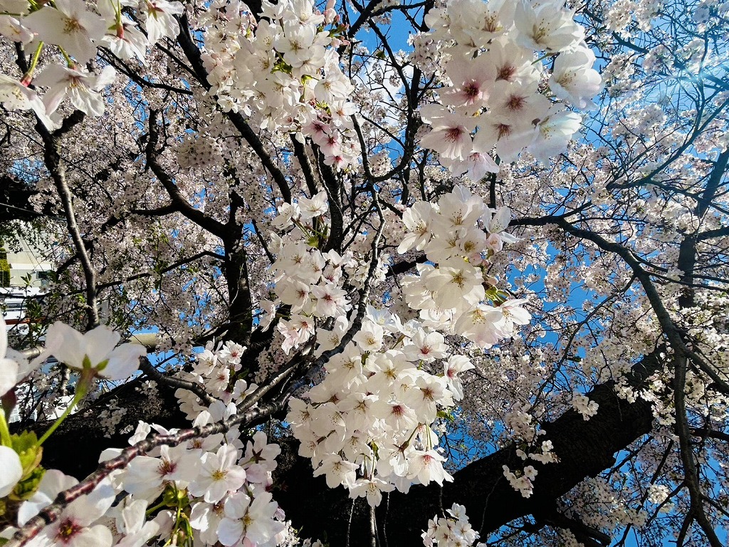 白幡池公園の桜