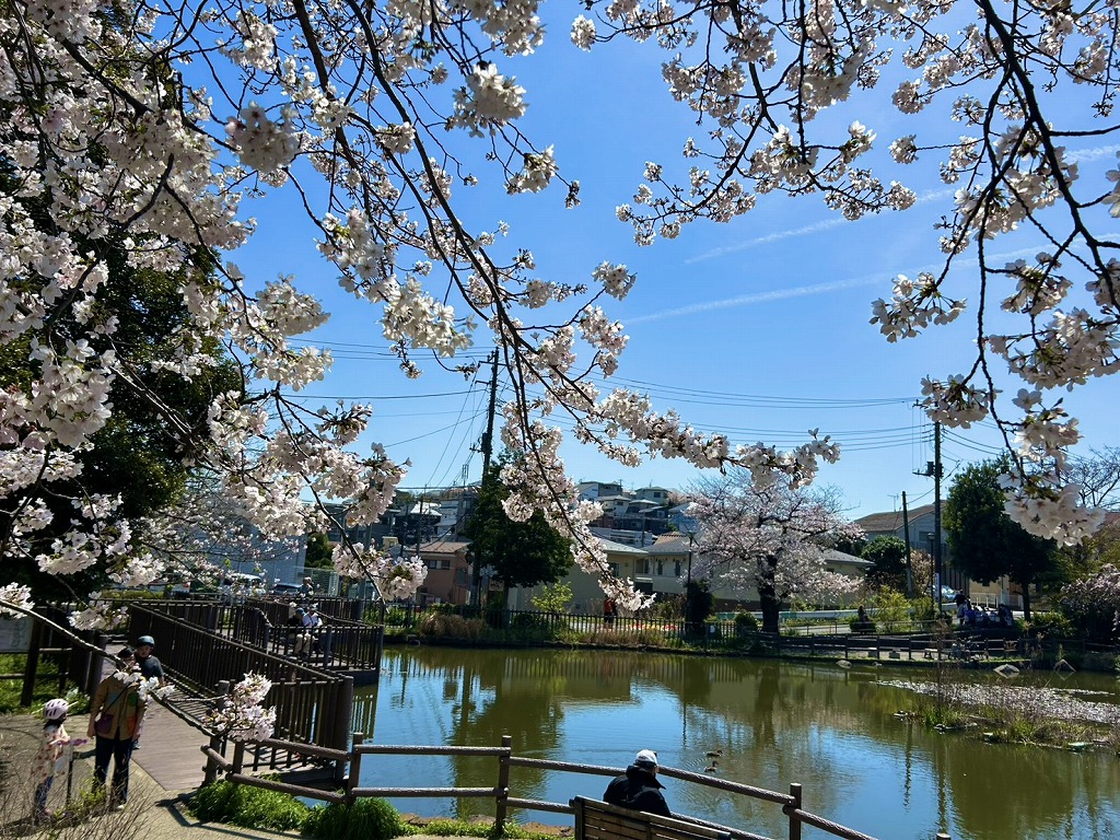 白幡池公園の桜