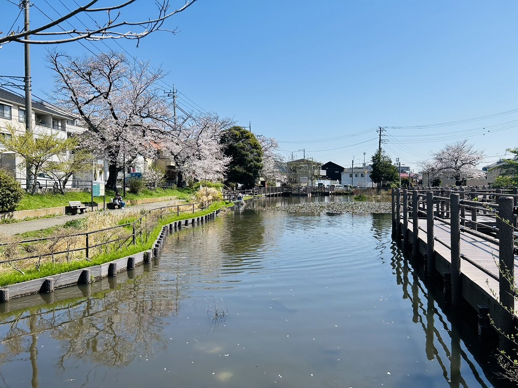 白幡池公園の桜