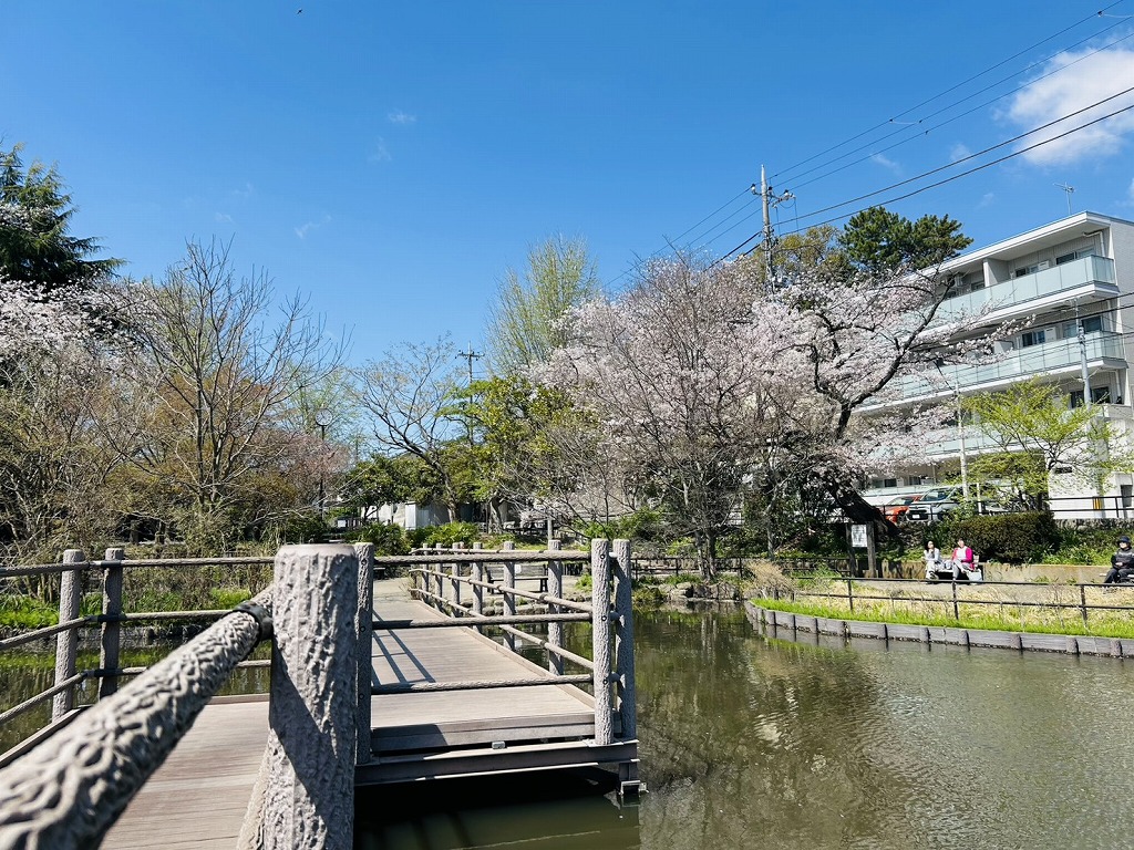 白幡池公園の桜