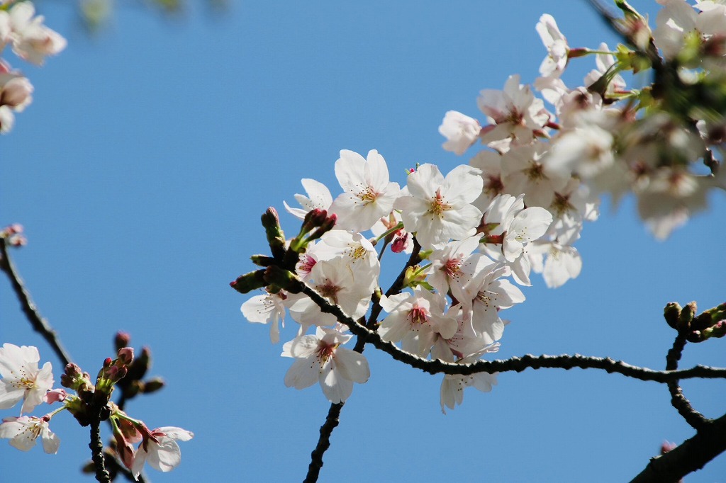 白幡池公園の桜