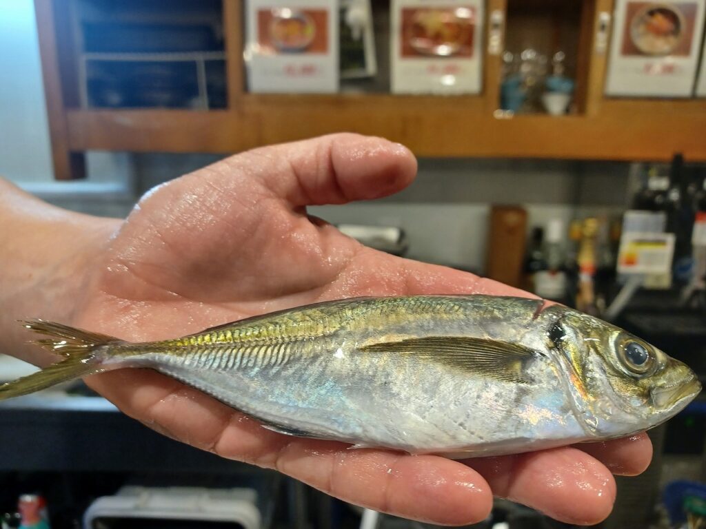 鯵を手で持っているところ