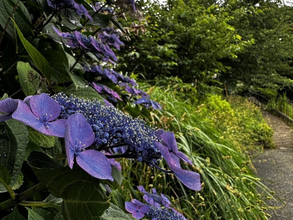 白幡池の紫陽花