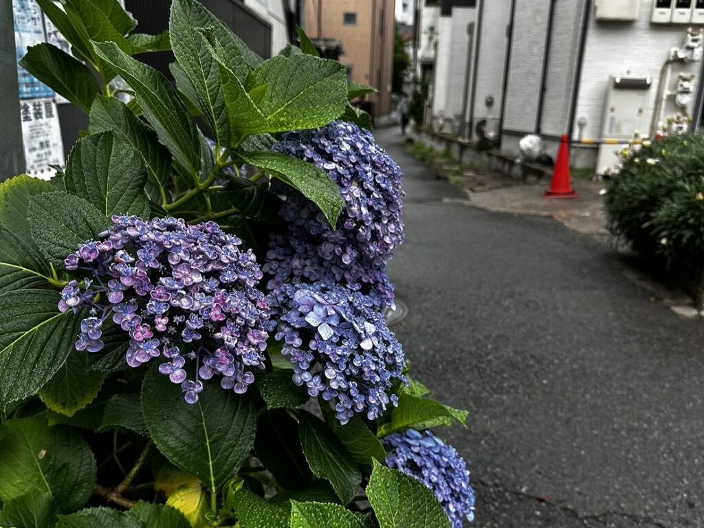 白幡池の紫陽花