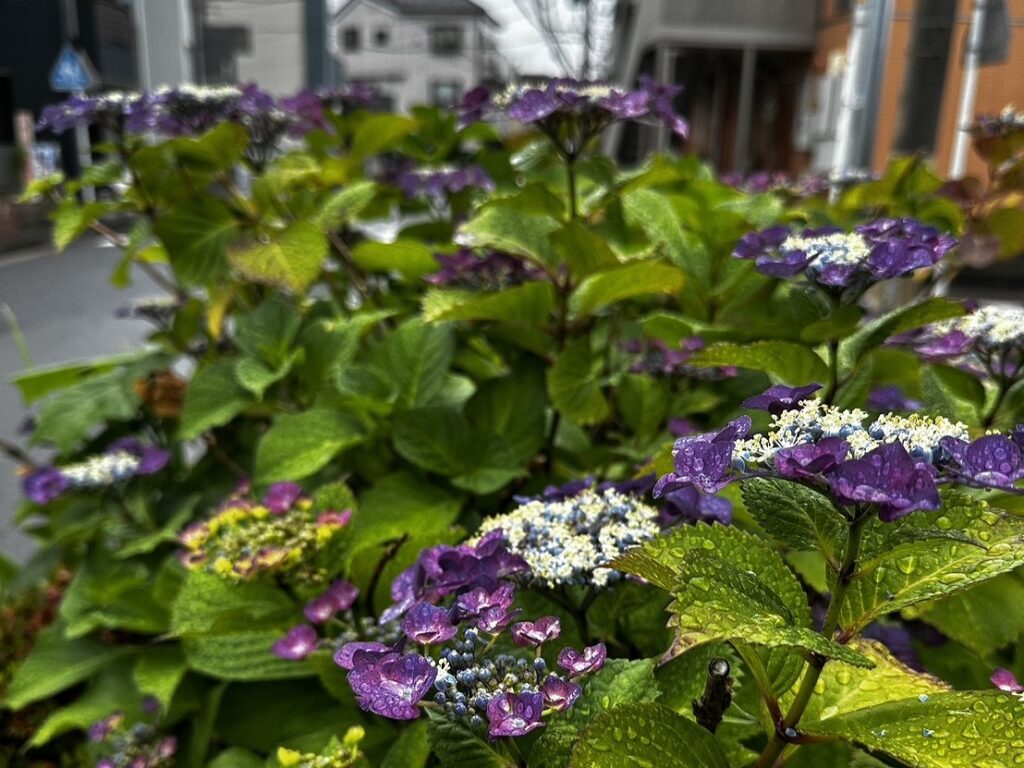 白幡池の紫陽花