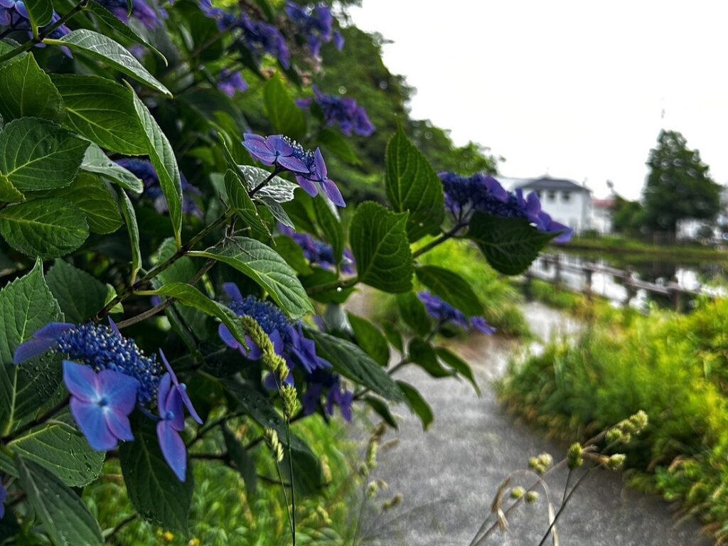 白幡池の紫陽花