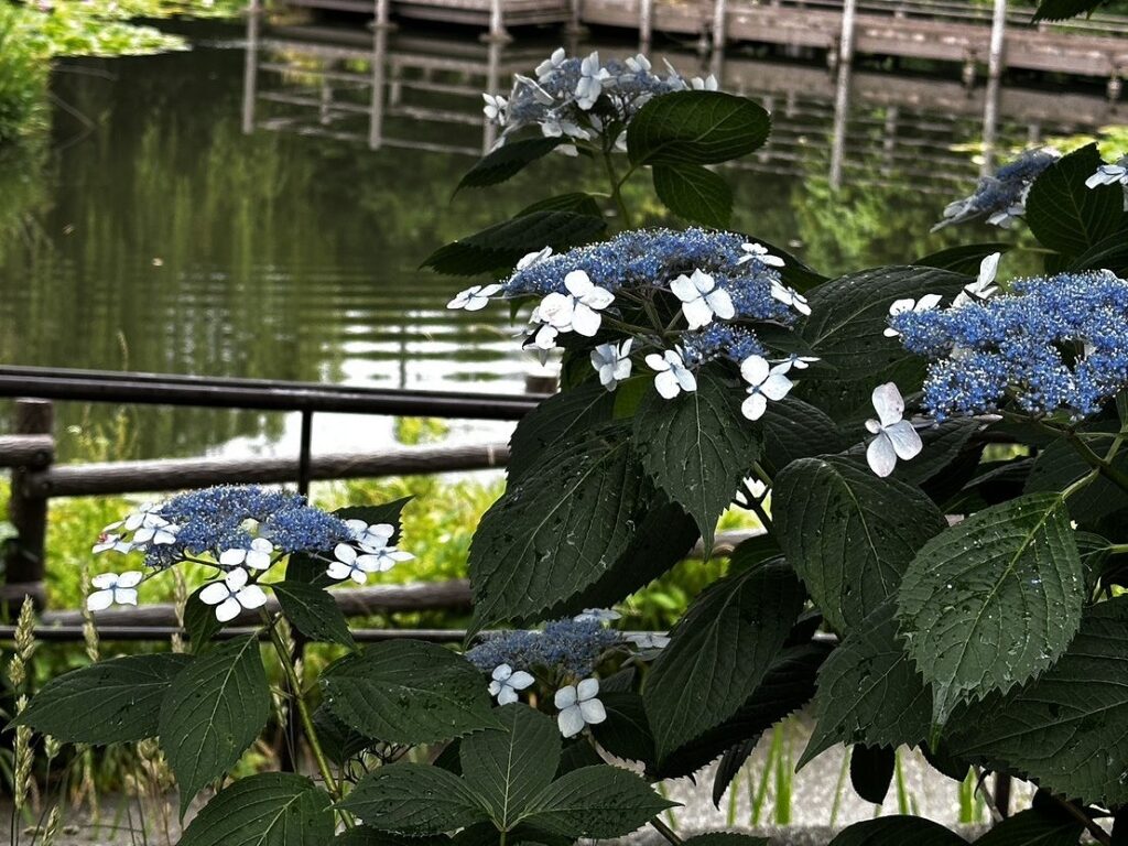 白幡池の紫陽花
