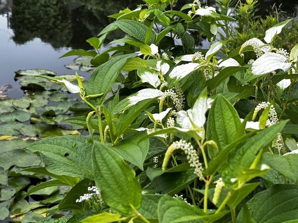 白幡池の半夏生