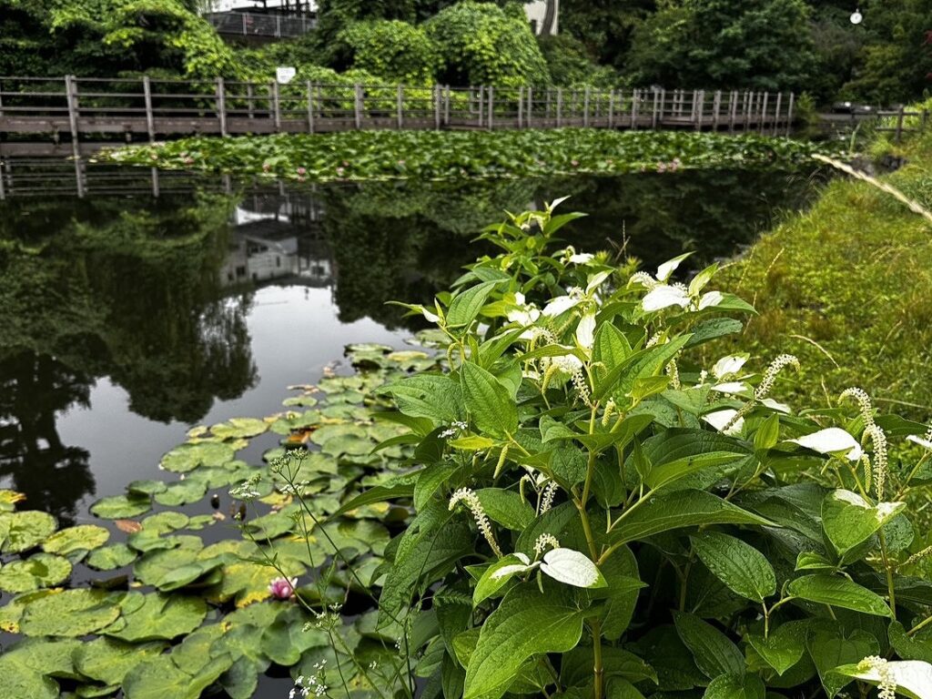 白幡池の半夏生