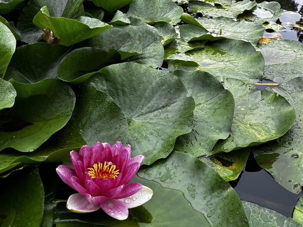 白幡池の蓮の花