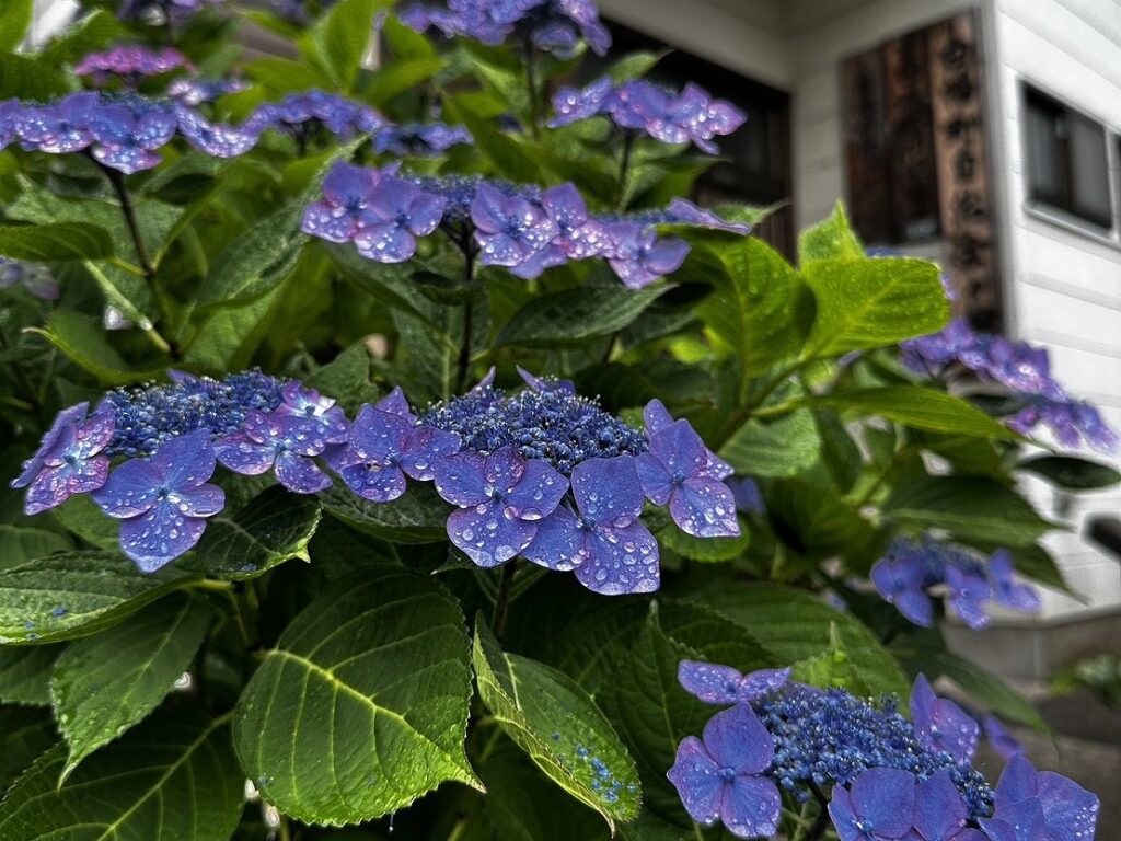 白幡池の紫陽花
