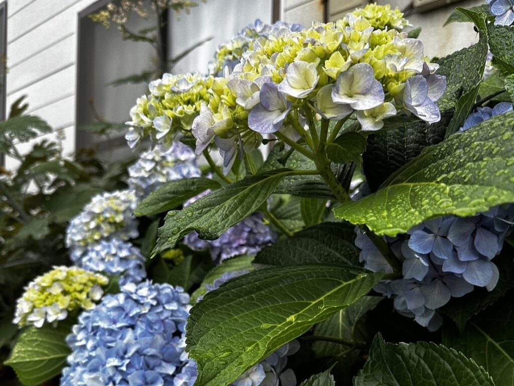 白幡池の紫陽花