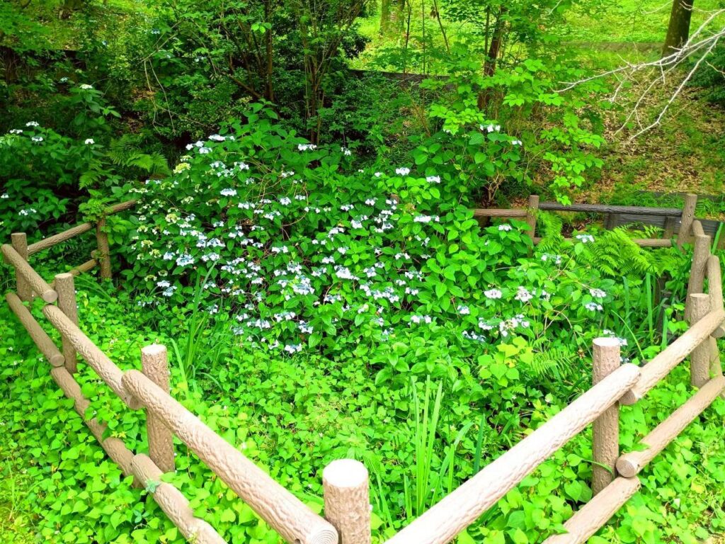 うさぎ山公園の植物