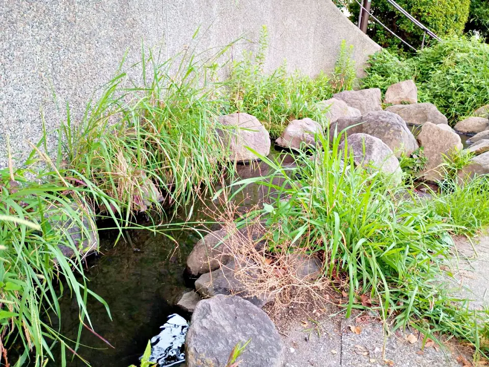 のろ猫さんぽ　白幡池公園