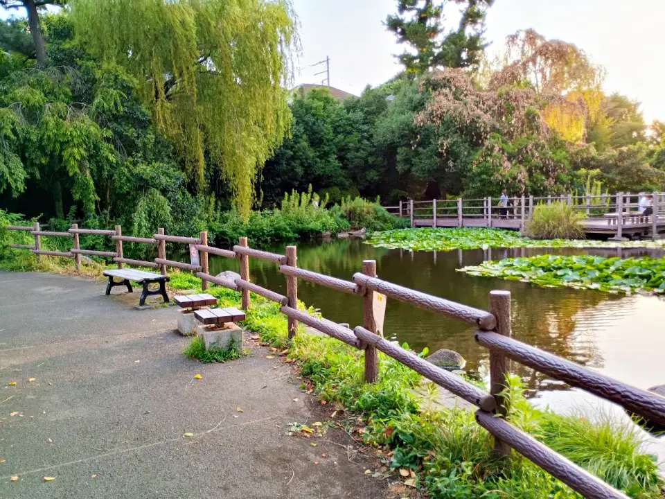 のろ猫さんぽ　白幡池公園