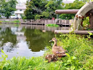 のろ猫さんぽ　白幡池公園