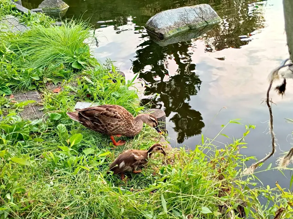 のろ猫さんぽ　白幡池公園