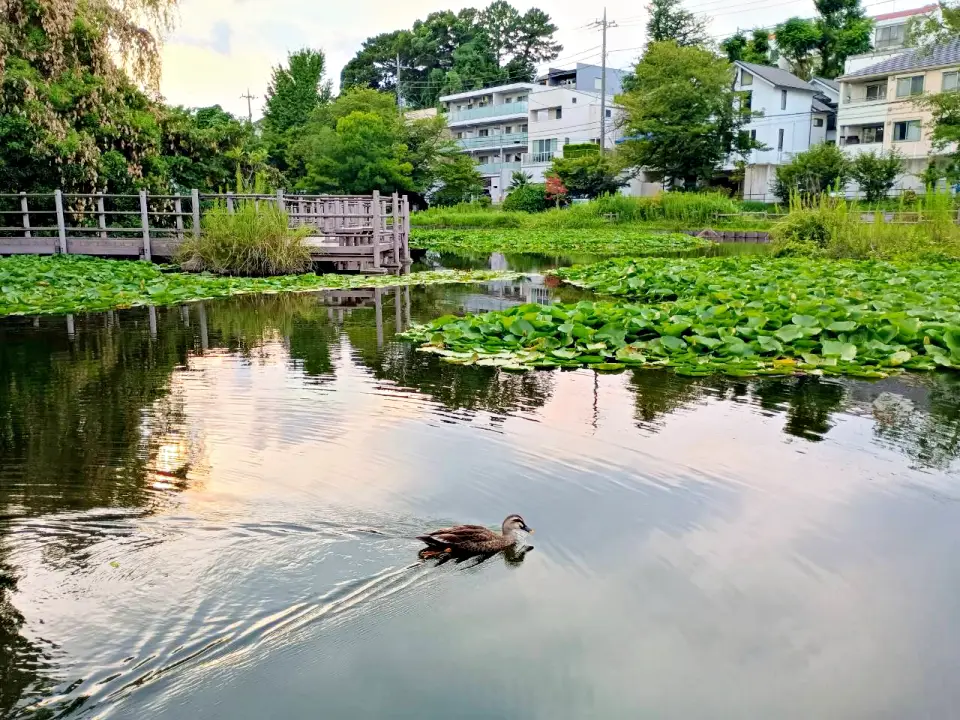 のろ猫さんぽ　白幡池公園