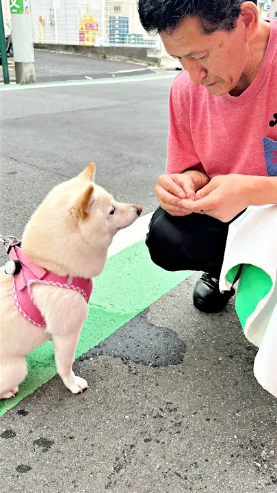 まぐろをもらうわんこ