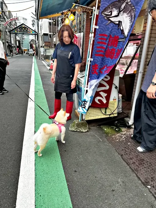 散歩中のわんこ