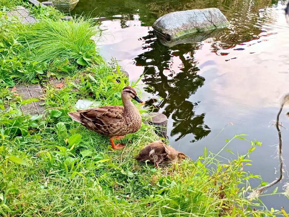 のろ猫さんぽ　白幡池公園