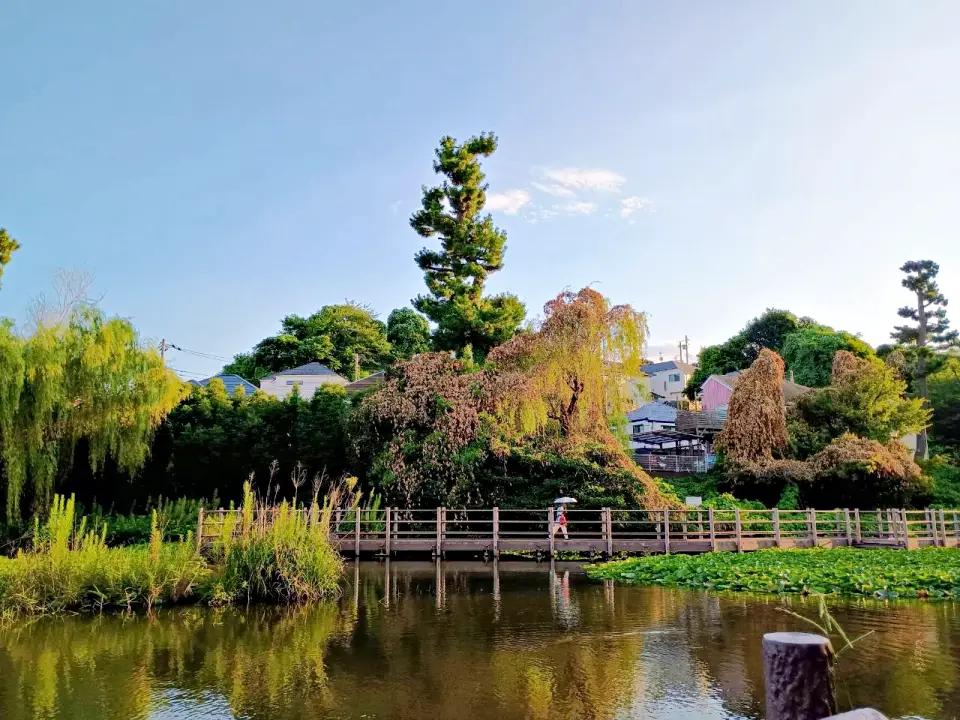 のろ猫さんぽ　白幡池公園