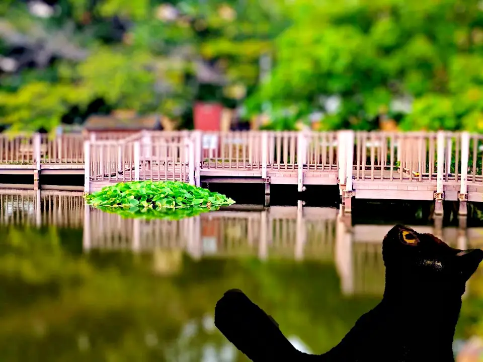 のろ猫さんぽ　白幡池公園