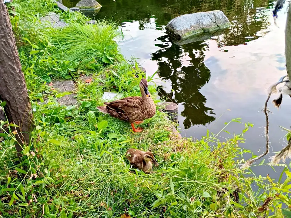 のろ猫さんぽ　白幡池公園