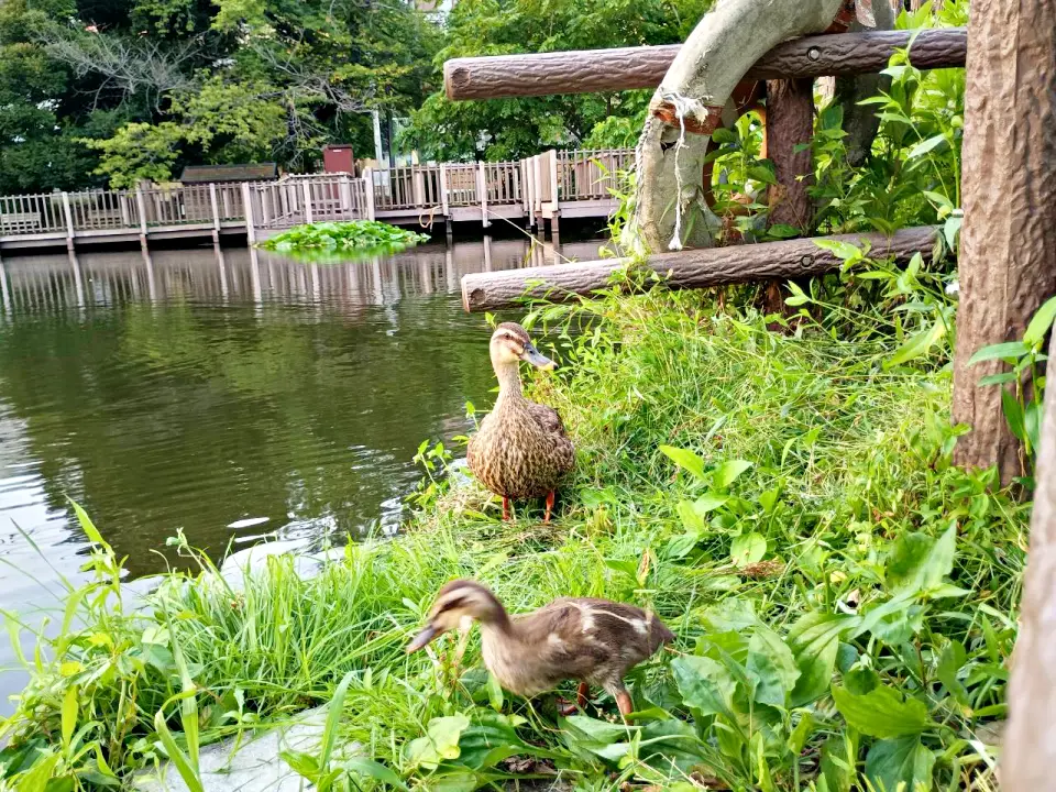 のろ猫さんぽ　白幡池公園