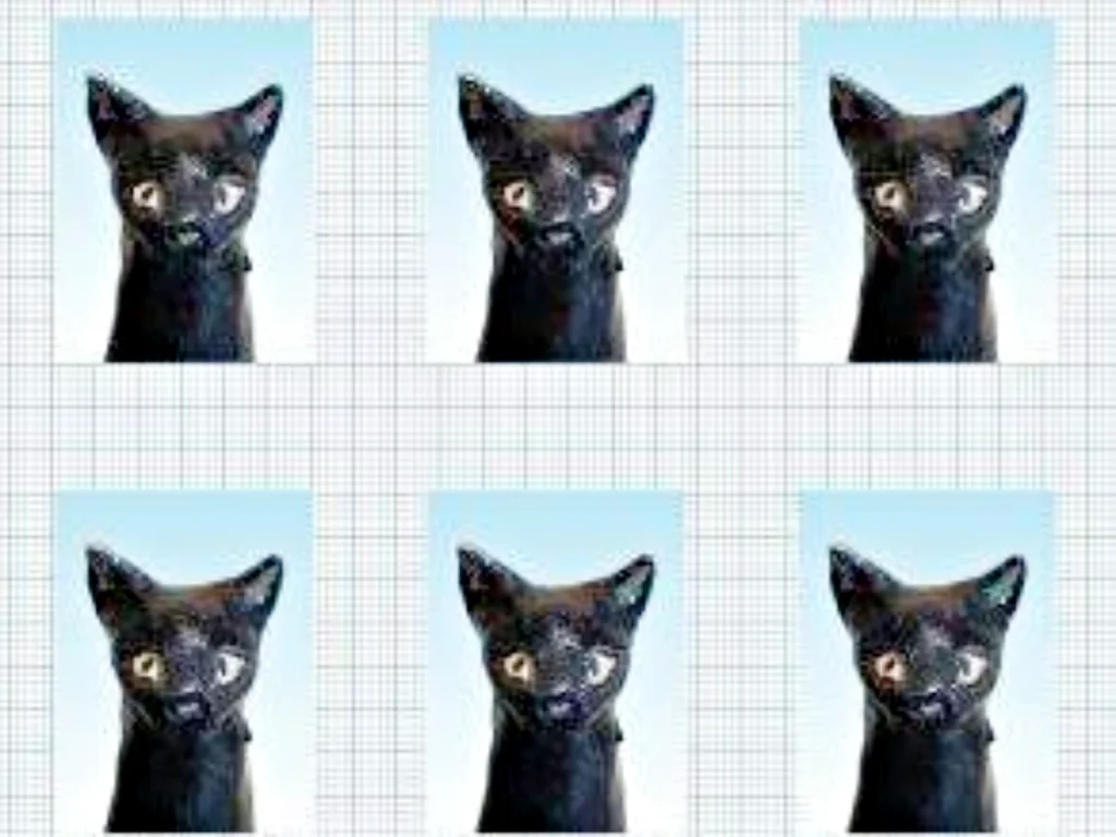 のろ猫まち歩き