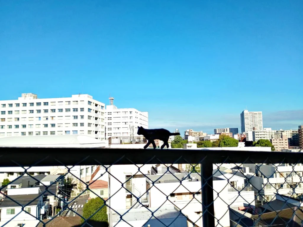 のろ猫さんぽ