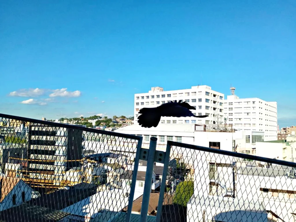 のろ猫さんぽ